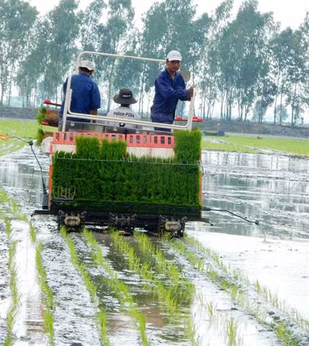 Sử dụng máy cấy giảm được chi phí, lúa ít đổ ngã và cho chất lượng hạt lúa tốt hơn. Ảnh: nongnghiep.vn