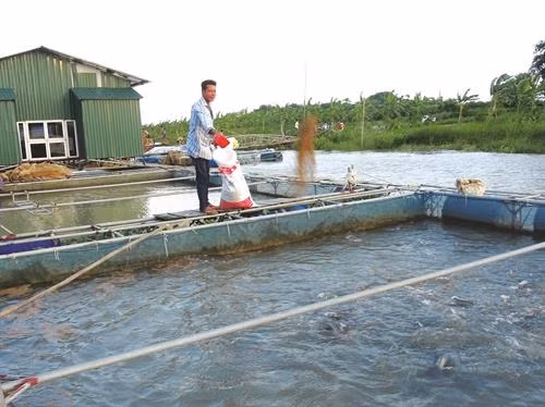 Có thể dùng một số chế phẩm vi sinh để cải thiện môi trường nuôi cá nhưng phải tìm hiểu rõ nguồn gốc và tác dụng