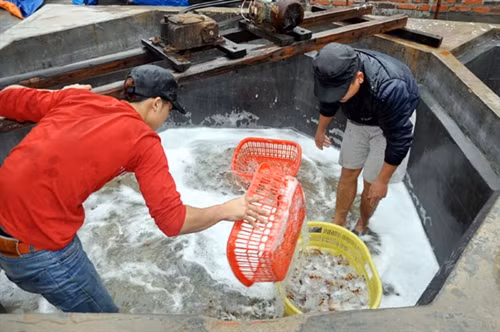 Bể ngâm sứa ở xưởng nhà ông Nguyễn Văn Đàn. Bể ngâm sứa ở xưởng nhà ông Nguyễn Văn Đàn.
