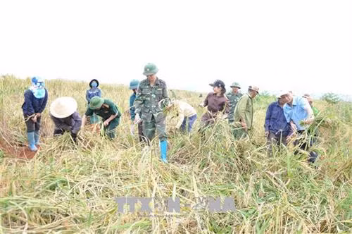 Công ty 75 (Binh đoàn 15) đóng quân trên địa bàn huyện Đức Cơ, tỉnh Gia Lai là một trong những đơn vị có nhiều đóng góp cho sự phát triển kinh tế của địa phương. Với mô hình cho đồng bào dân tộc thiểu số mượn những khoảnh đất trống trong diện tích trồng cao su những năm đầu của công ty để trồng lúa, đậu…, Công ty đã giúp nhiều hộ dân xóa đói, giảm nghèo, ổn định đời sống. Ảnh: Hồng Điệp - TTXVN