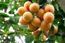 Khoa học kỹ thuật nâng giá trị cây thanh trà Vĩnh Long