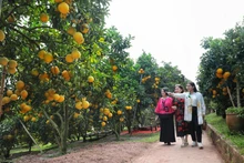 Khởi sắc du lịch mùa trái chín