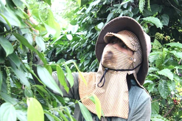 'Hồi sinh' hồ tiêu Gia Lai nhờ canh tác thuận tự nhiên