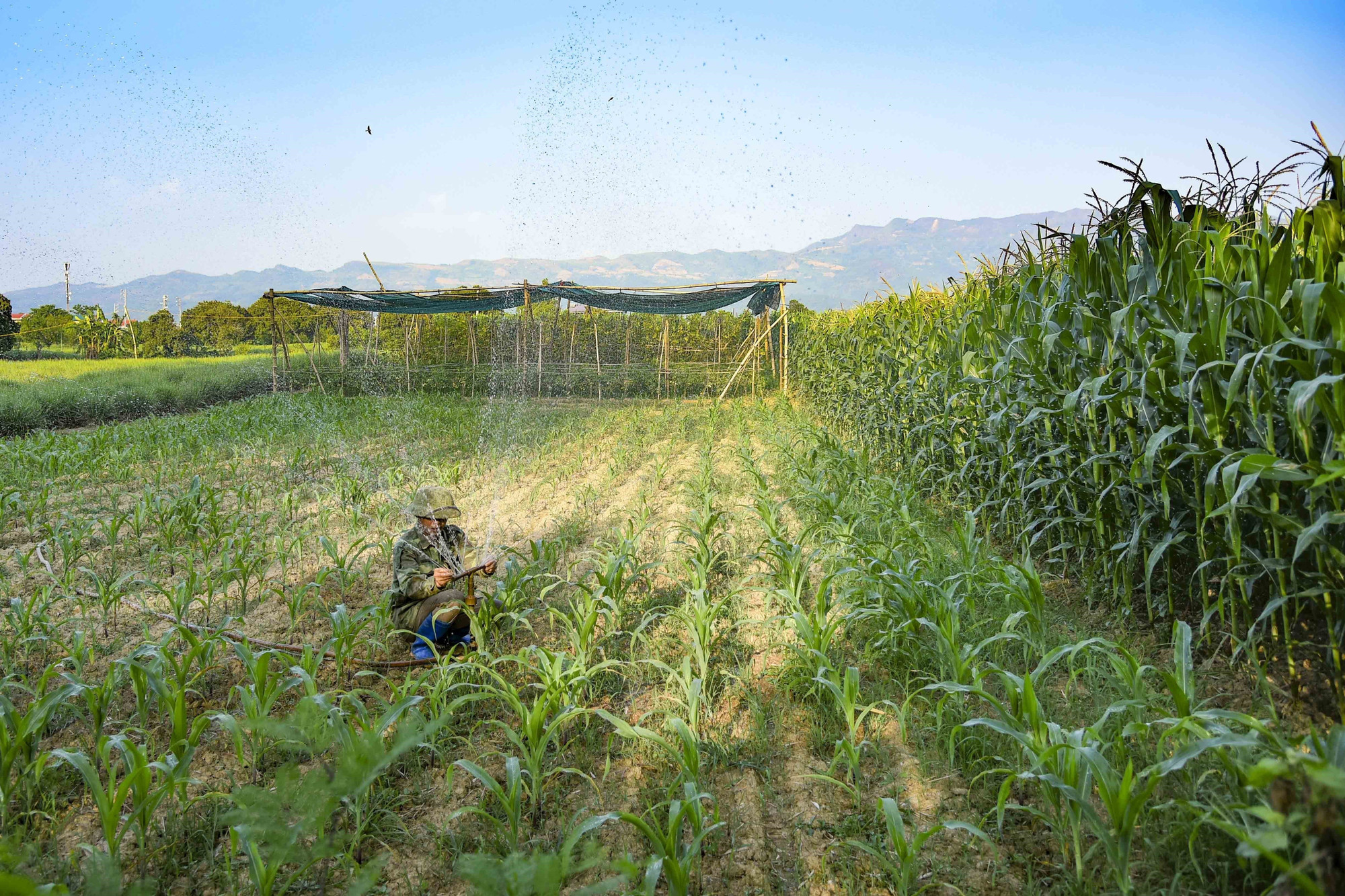 10-san xuat nong nghiep ben song Nam Rom-xuan tu.jpg