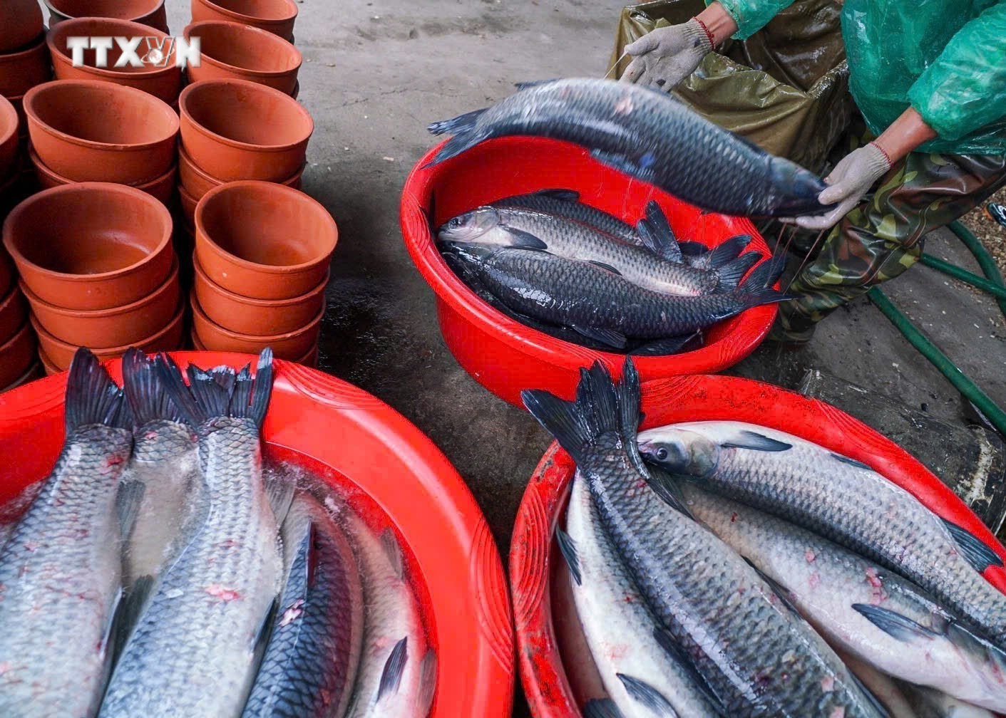 Cá trắm đen để kho phải nặng từ 5kg trở lên có thân dài, đầu to và nuôi trên 3 năm thì mới đạt chuẩn. Ảnh: Khánh Hòa - TTXVN vna_potal_ca_kho_vu_dai_-_mon_an_dan_da_dac_san_nuc_tieng_cua_que_huong_ha_nam_7764333.jpg