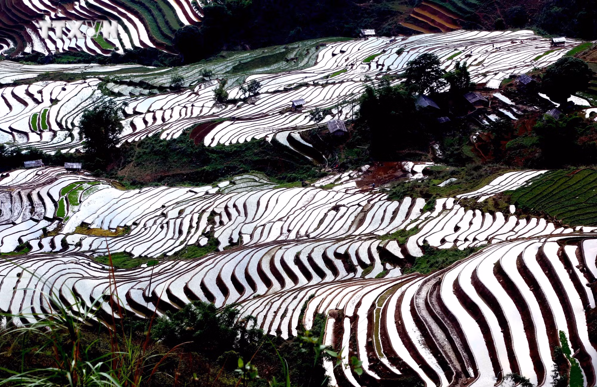 Xím Vàng mùa nước đổ