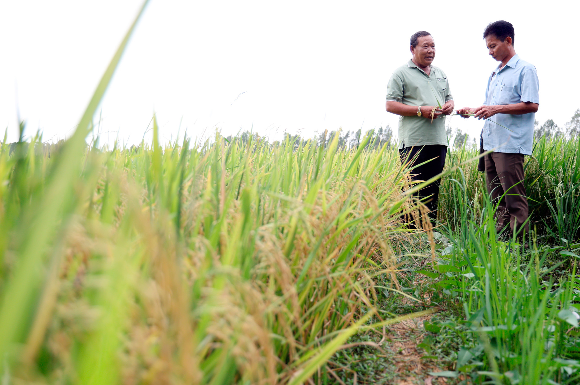 cuoc song moi o u minh thuong 3.JPG