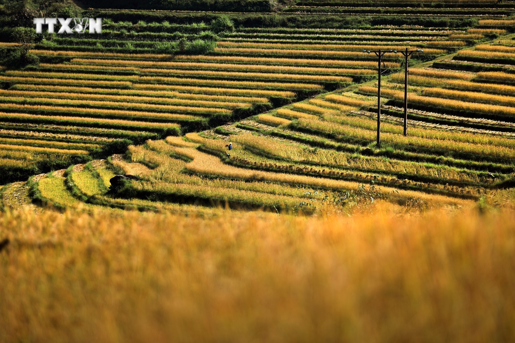 Những thửa ruộng tạo thành bậc thang trên khắp các triền đồi ở xã Miền Đồi, huyện Tân Lạc. Ảnh: Trọng Đạt-TTXVN vna_potal_mua_lua_chin_tren_nhung_thua_ruong_bac_thang_mien_doi_7686368.jpg