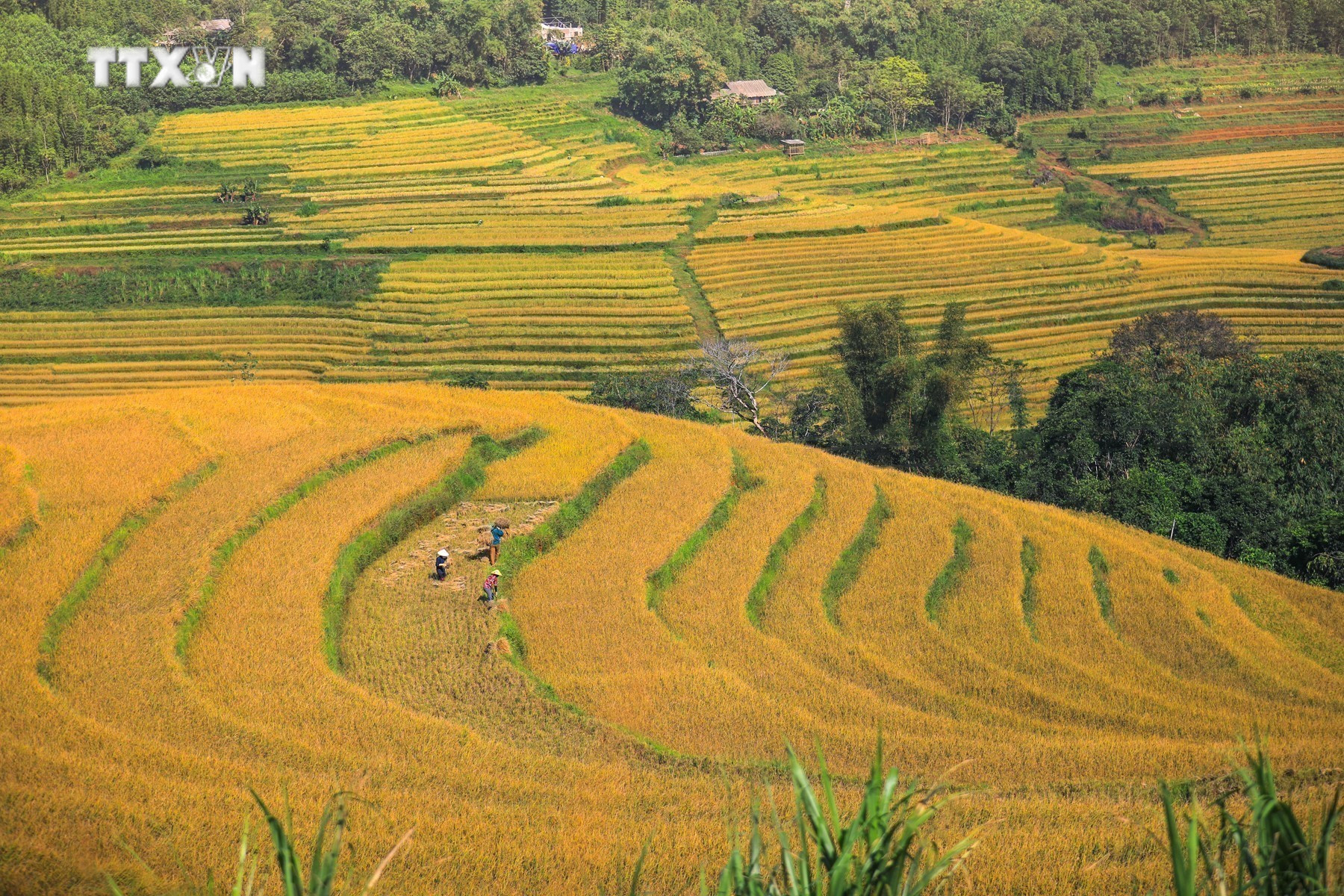 Ruộng bậc thang xã Miền Đồi (huyện Lạc Sơn, Hòa Bình) đang vào mùa thu hoạch. Ảnh: Trọng Đạt-TTXVN vna_potal__mua_lua_chin_tren_nhung_thua_ruong_bac_thang_mien_doi_7686585.jpg