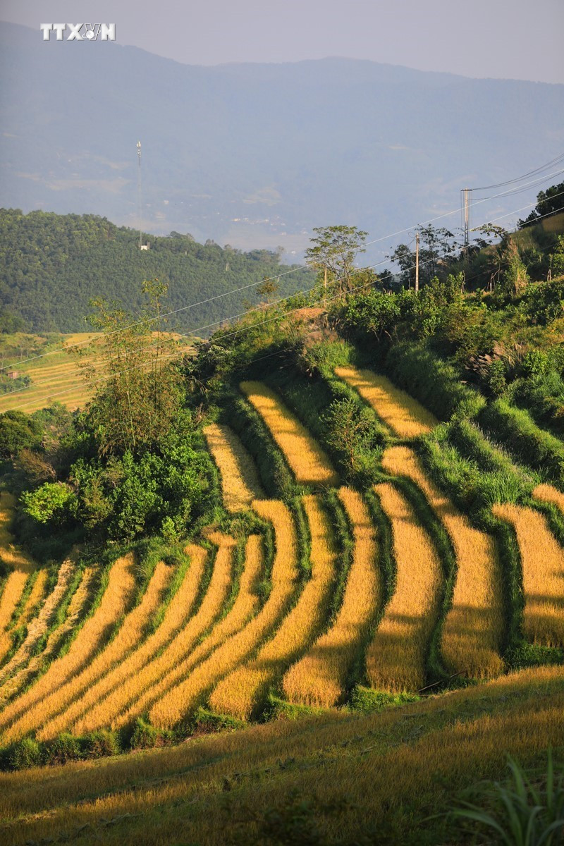 Những thửa ruộng lúa đang mùa chín rộ như những bậc thang vàng ở xã Miền Đồi, Tân Lạc. Ảnh: Trọng Đạt-TTXVN vna_potal_mua_lua_chin_tren_nhung_thua_ruong_bac_thang_mien_doi_7686360.jpg