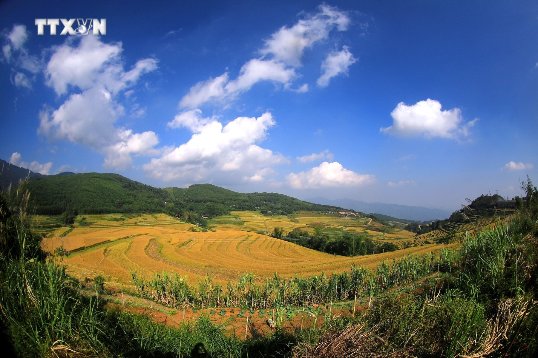Ruộng bậc thang trải dài trên các sườn đồi của xã Miền Đồi (huyện Lạc Sơn, Hòa Bình). Ảnh: Trọng Đạt-TTXVN vna_potal_mua_lua_chin_tren_nhung_thua_ruong_bac_thang_mien_doi_7686353.jpg