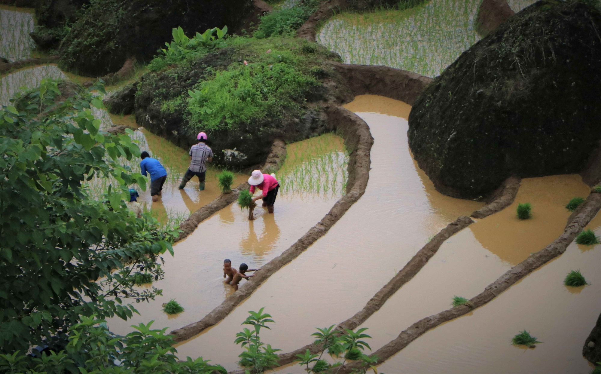 Vụ lúa mùa năm 2024, xã Khun Há đặt chỉ tiêu cấy gần 580 ha lúa. Ảnh: Nguyễn Oanh-TTXVN LC5.jpg