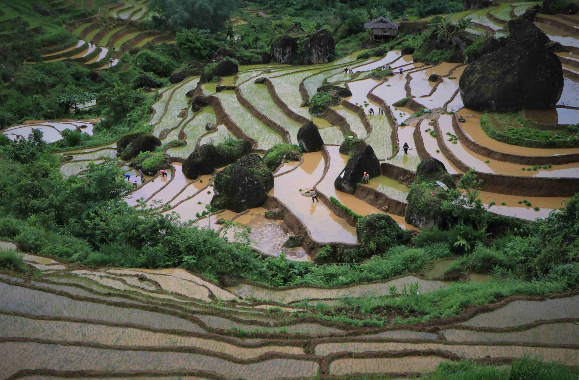 Ruộng bậc thang quanh co, uốn lượn theo sườn núi. Ảnh: Nguyễn Oanh-TTXVN LC8.jpg