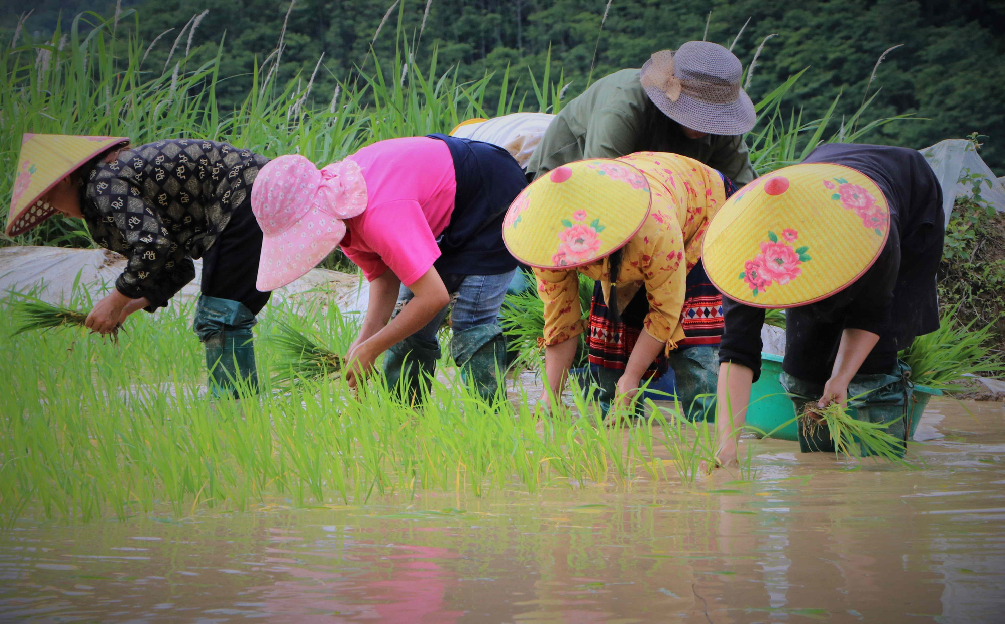 Đồng bào người Mông tất bật cấy lúa cho kịp thời vụ. Ảnh: Nguyễn Oanh-TTXVN LC13.jpg