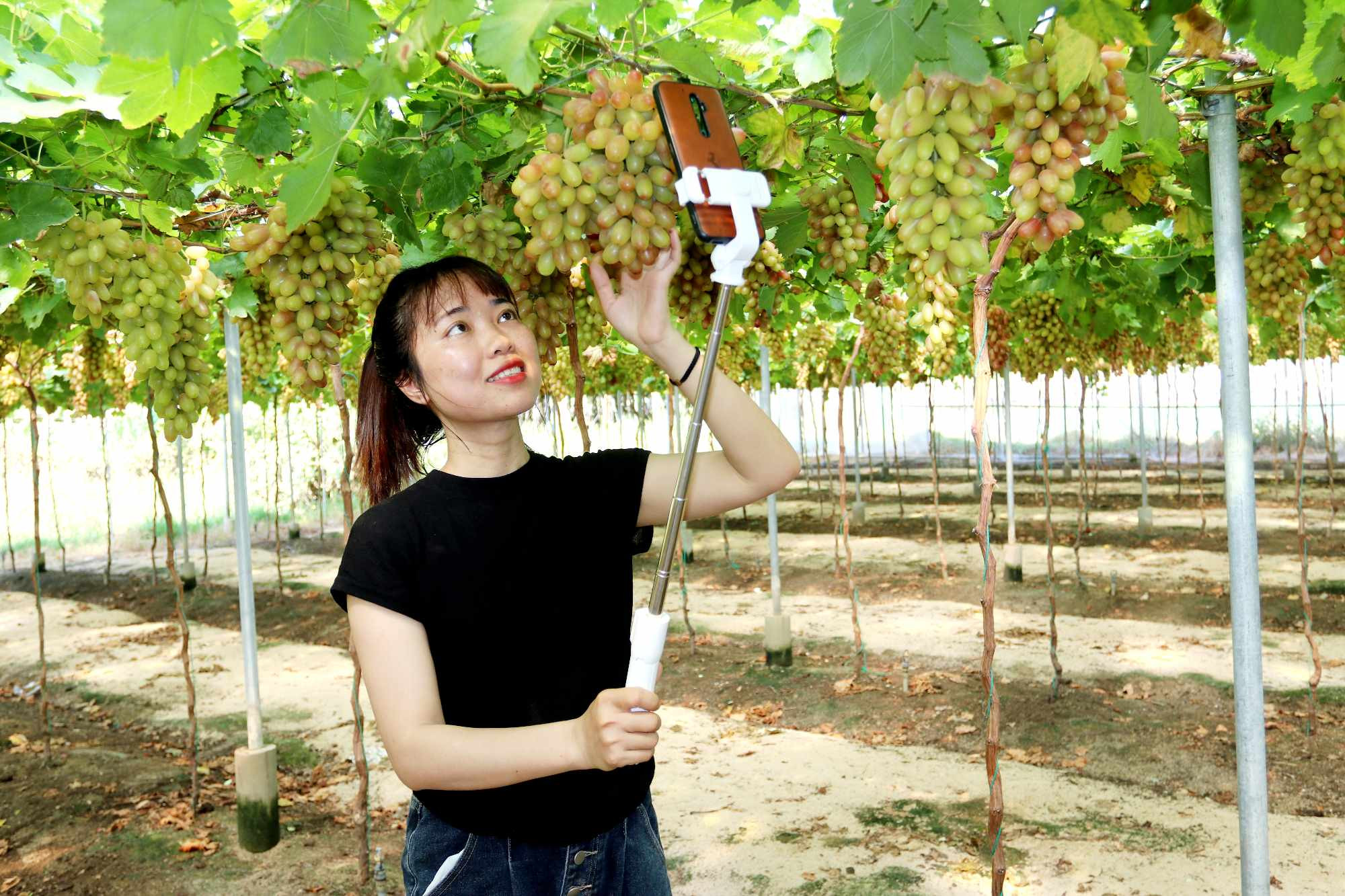 Du khách lưu lại những hình ảnh đẹp dưới giàn nho. 438223409_1000365864837123_3967003634449894103_n.jpg