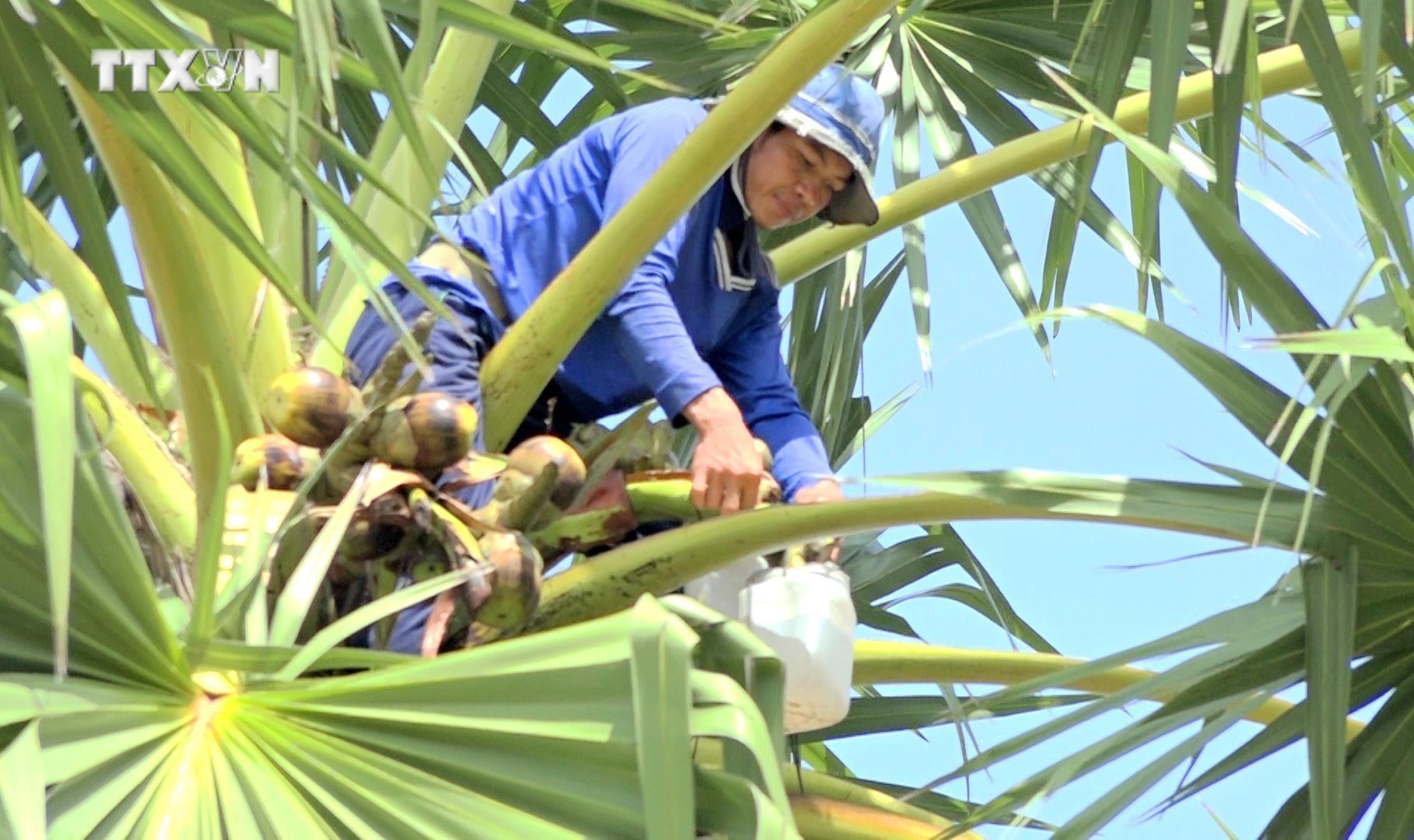Người dân trèo lên ngọn cây để lấy nước thốt nốt về nấu đường. Ảnh: Công Mạo - TTXVN vna_potal_an_giang_mua_nau_duong_thot_not_7327299.jpg