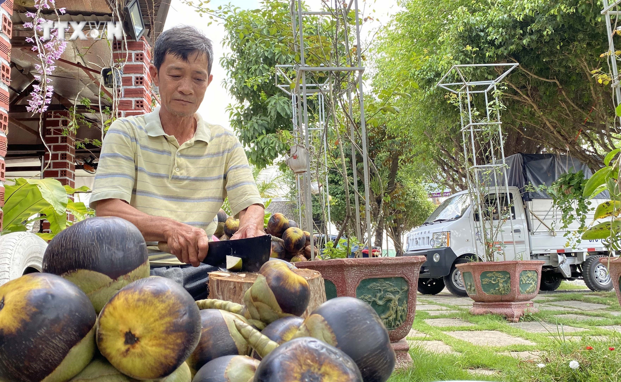 Trái thốt nốt được người dân chặt ra lấy hạt kết hợp cùng nước thốt nốt trở thành thứ nước giải khát rất tuyệt vời giữa ngày hè. Ảnh: Công Mạo - TTXVN vna_potal_an_giang_mua_nau_duong_thot_not_7327329.jpg