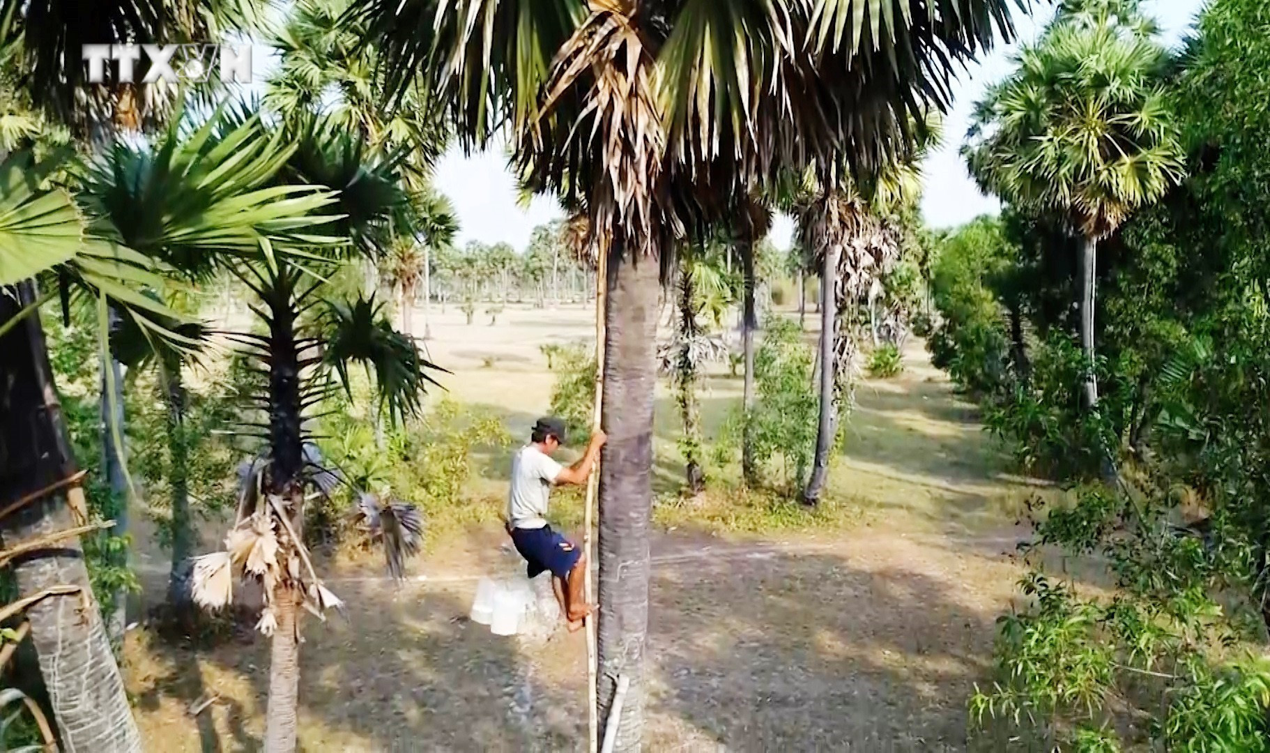 Người dân phải trèo lên cây thốt nốt rất cao để lấy nước về nấu đường. Ảnh: Công Mạo - TTXVN vna_potal_an_giang_mua_nau_duong_thot_not_7327341.jpg