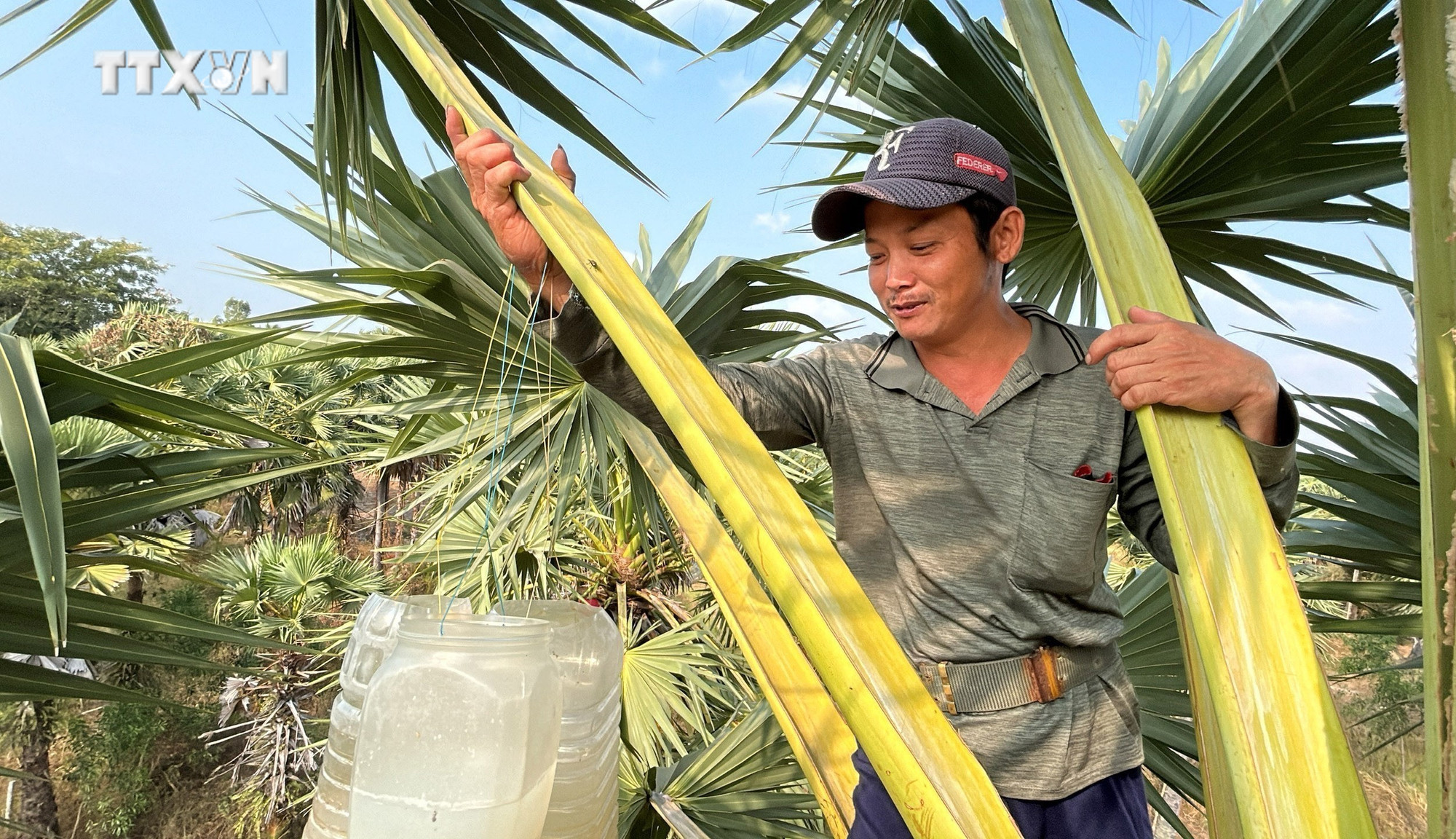Nước thốt nốt được lấy từ bông của cây thốt nốt. Ảnh: Công Mạo - TTXVN vna_potal_an_giang_mua_nau_duong_thot_not_7327311.jpg
