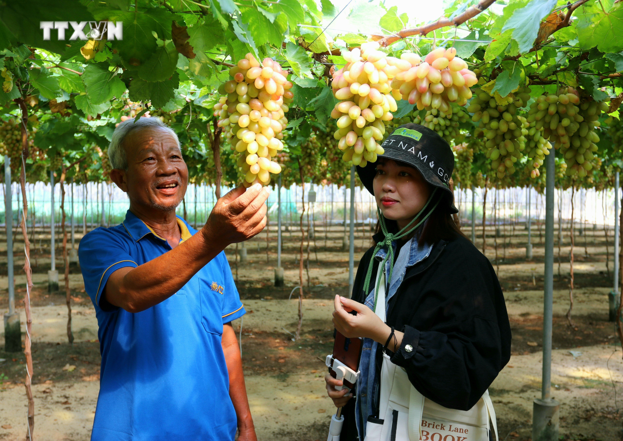 Ông Nguyễn Khắc Phòng, Giám đốc Hợp tác xã dịch vụ tổng hợp nông nghiệp Thái An (xã Vĩnh Hải, huyện Ninh Hải) giới thiệu giống nho NH01-152 với du khách. Ảnh: Nguyễn Thành - TTXVN vna_potal_ninh_thuan_lang_nho_thai_an_san_sang_cho_mua_cao_diem_du_lich__7343875.jpg