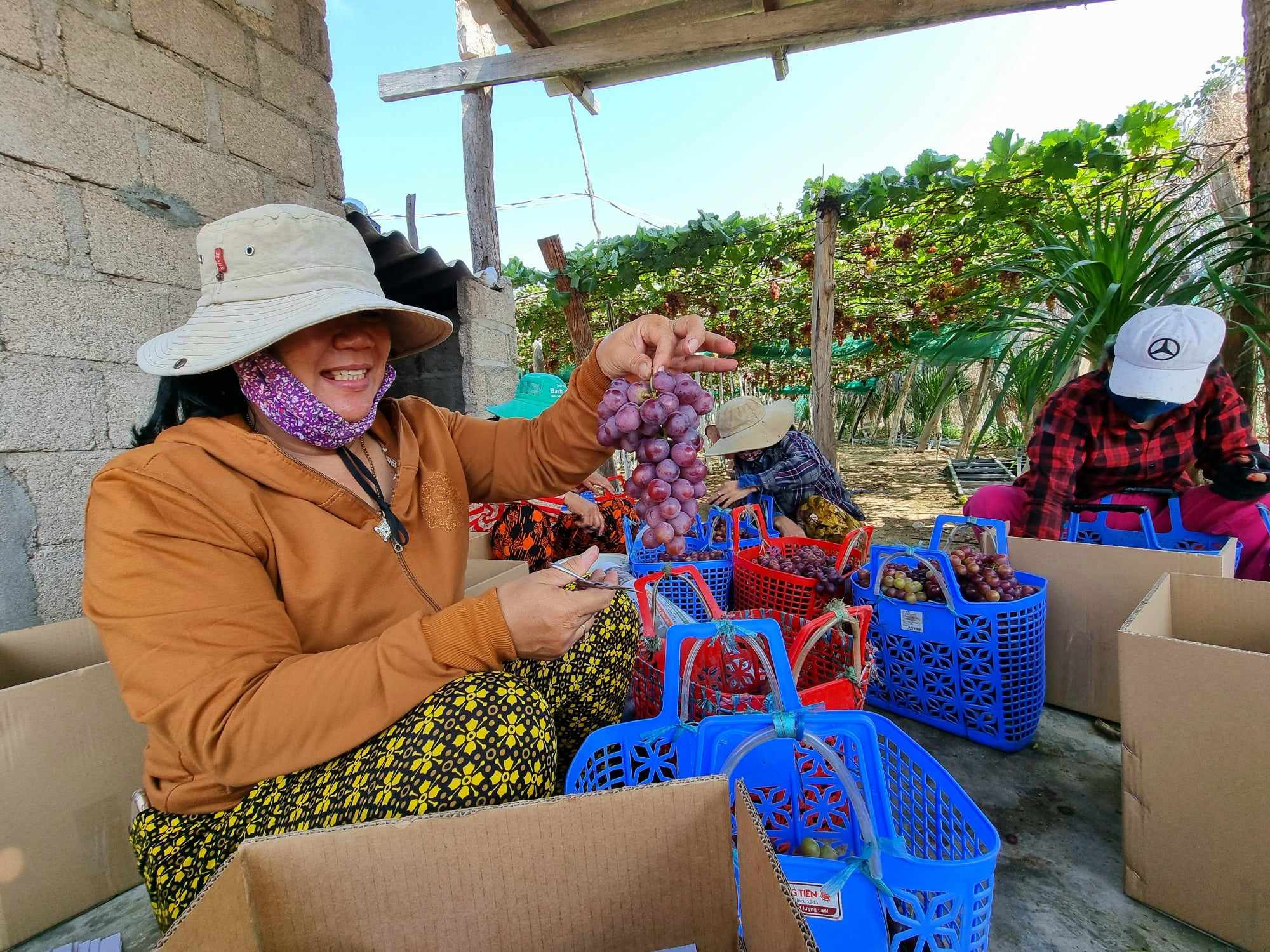 Nhà vườn ở Làng nho Thái An thu hoạch nho chín 438237533_459548863298192_3116511788302658506_n.jpg