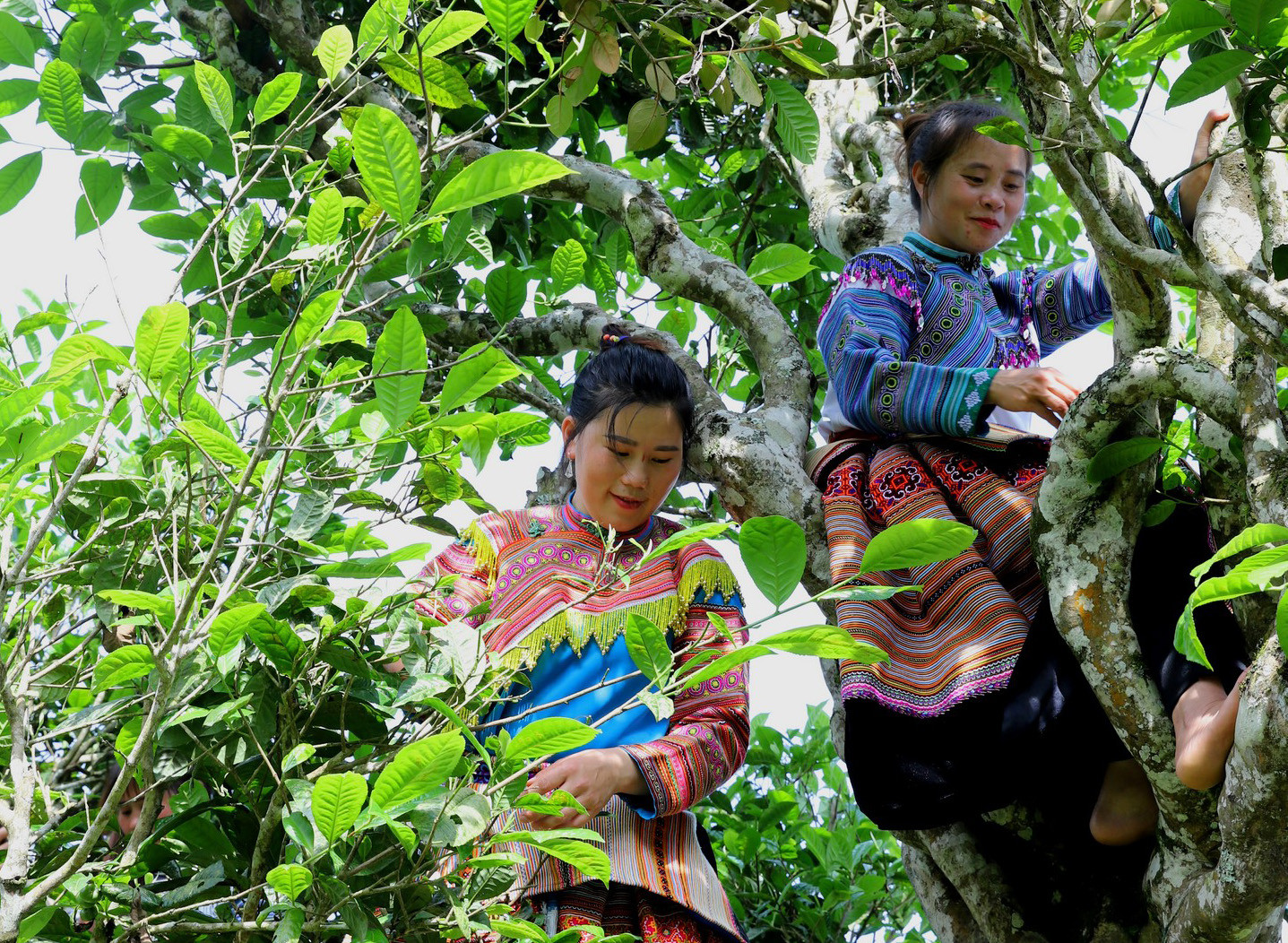 Lên Bắc Hà khám phá chè Shan Tuyết cổ thụ