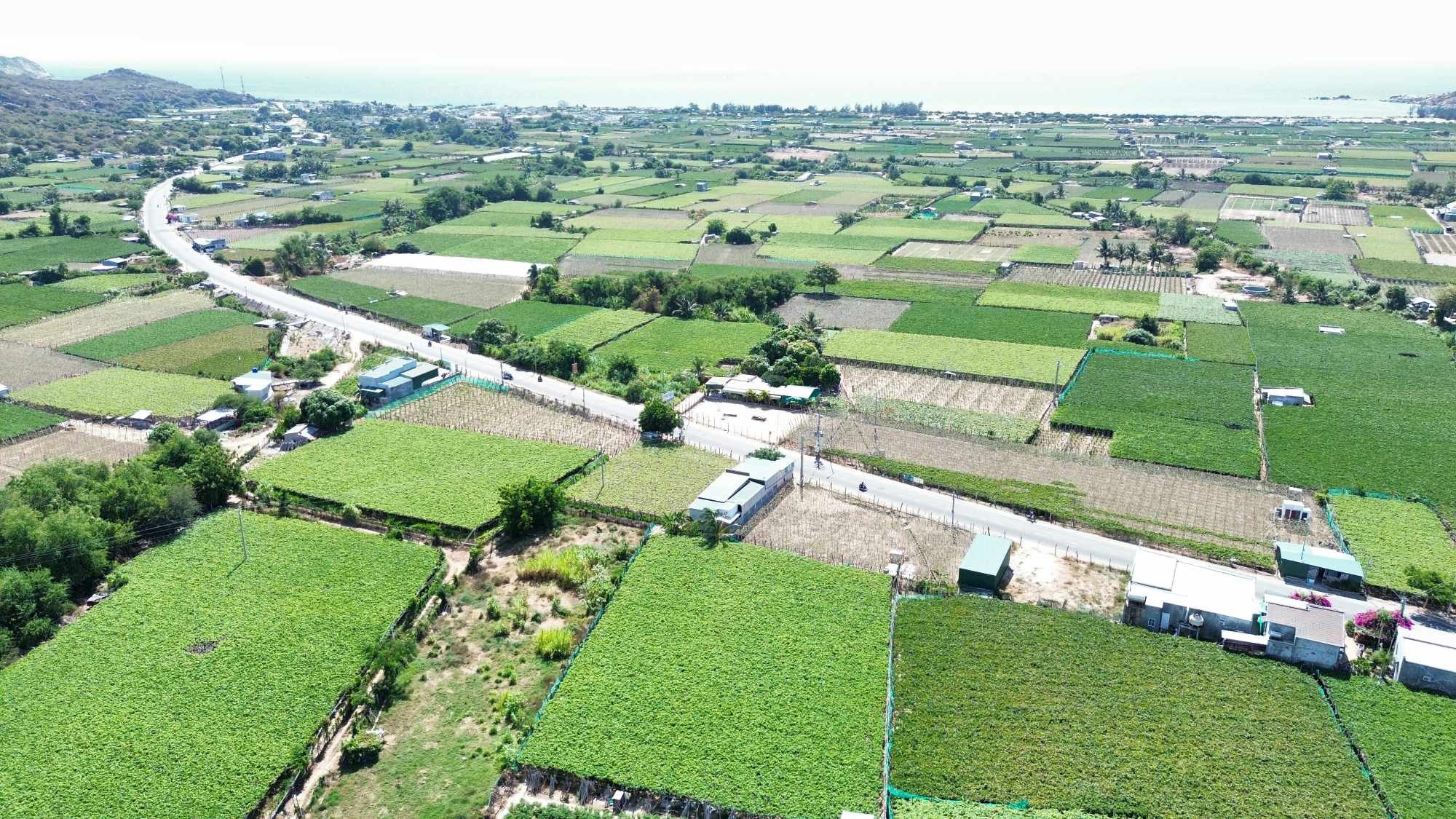Làng nho Thái An có vị trí thuận lợi nằm trên cung đường Tỉnh lộ 702 ra vịnh Vĩnh Hy 438223461_3596746000591904_4282782241406381952_n.jpg