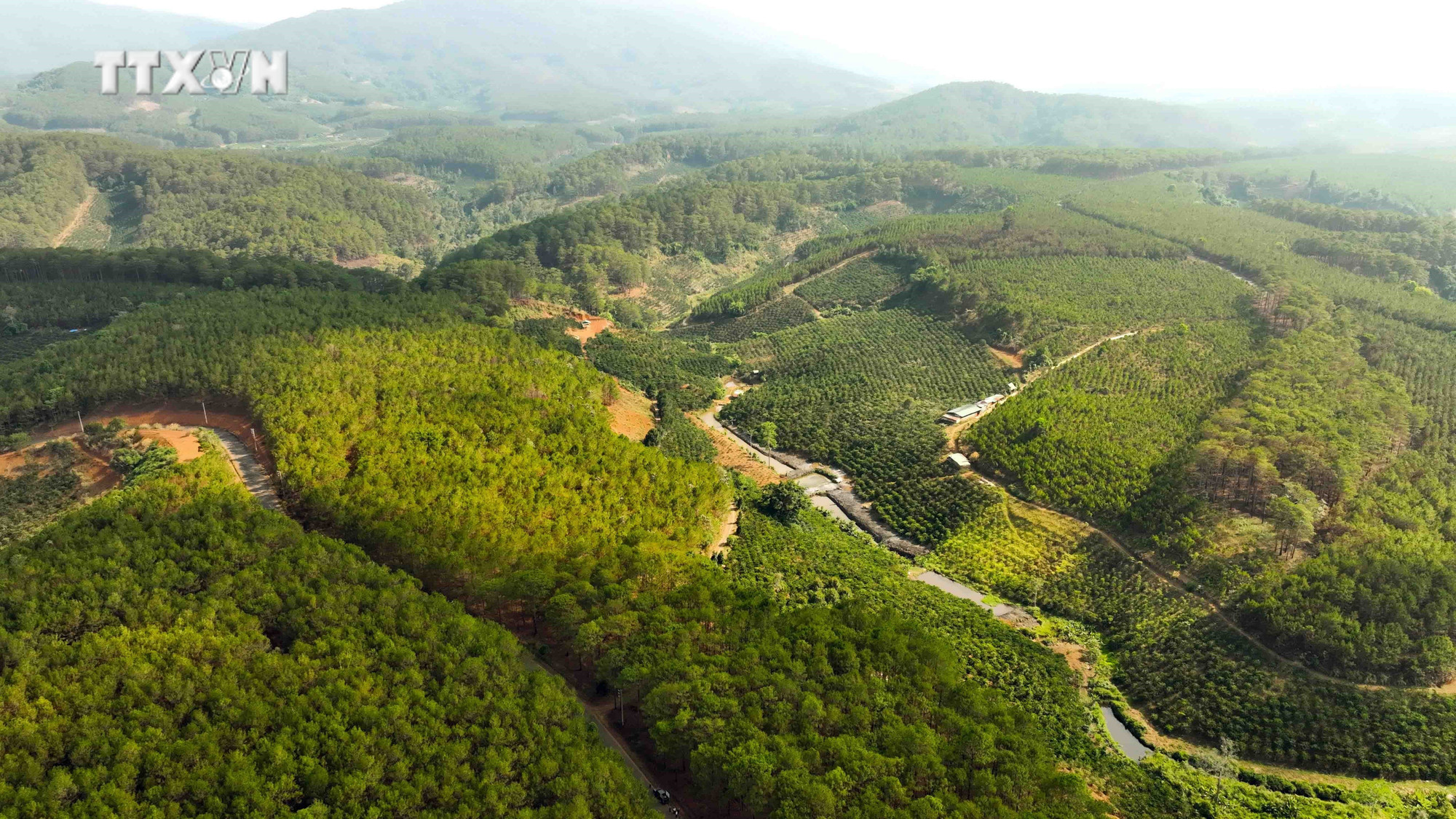 Công ty TNHH MTV Lâm nghiệp Di Linh, huyện Di Linh quản lý hơn 27.000 ha rừng trồng, mỗi năm trồng thay thế 70 ha rừng thông sau khai thác. Ảnh: Vũ Sinh – TTXVN vna_potal_vung_kinh_te_tay_nguyen_lam_dong_phan_dau_la_khu_vuc_kinh_te_dong_luc_cua_vung_tay_nguyen_7335928.jpg