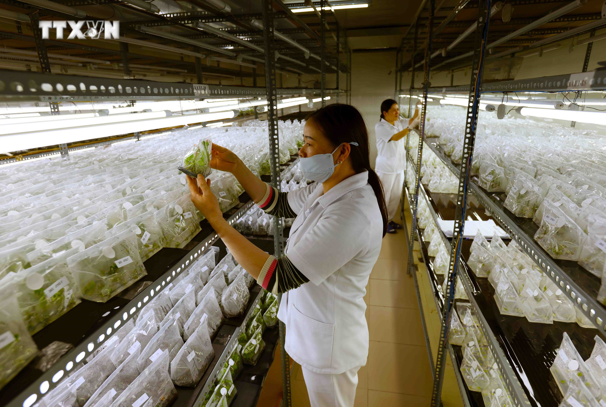Kiểm tra chất lượng cây giống trong nhà nuôi cấy mô của Công ty TNHH Bonnie Farm ở xã Trạm Hành, thành phố Đà Lạt. Ảnh: Vũ Sinh – TTXVN vna_potal_vung_kinh_te_tay_nguyen_lam_dong_phan_dau_tro_thanh_khu_vuc_kinh_te_dong_luc_cua_vung_tay_nguyen_7335958.jpg