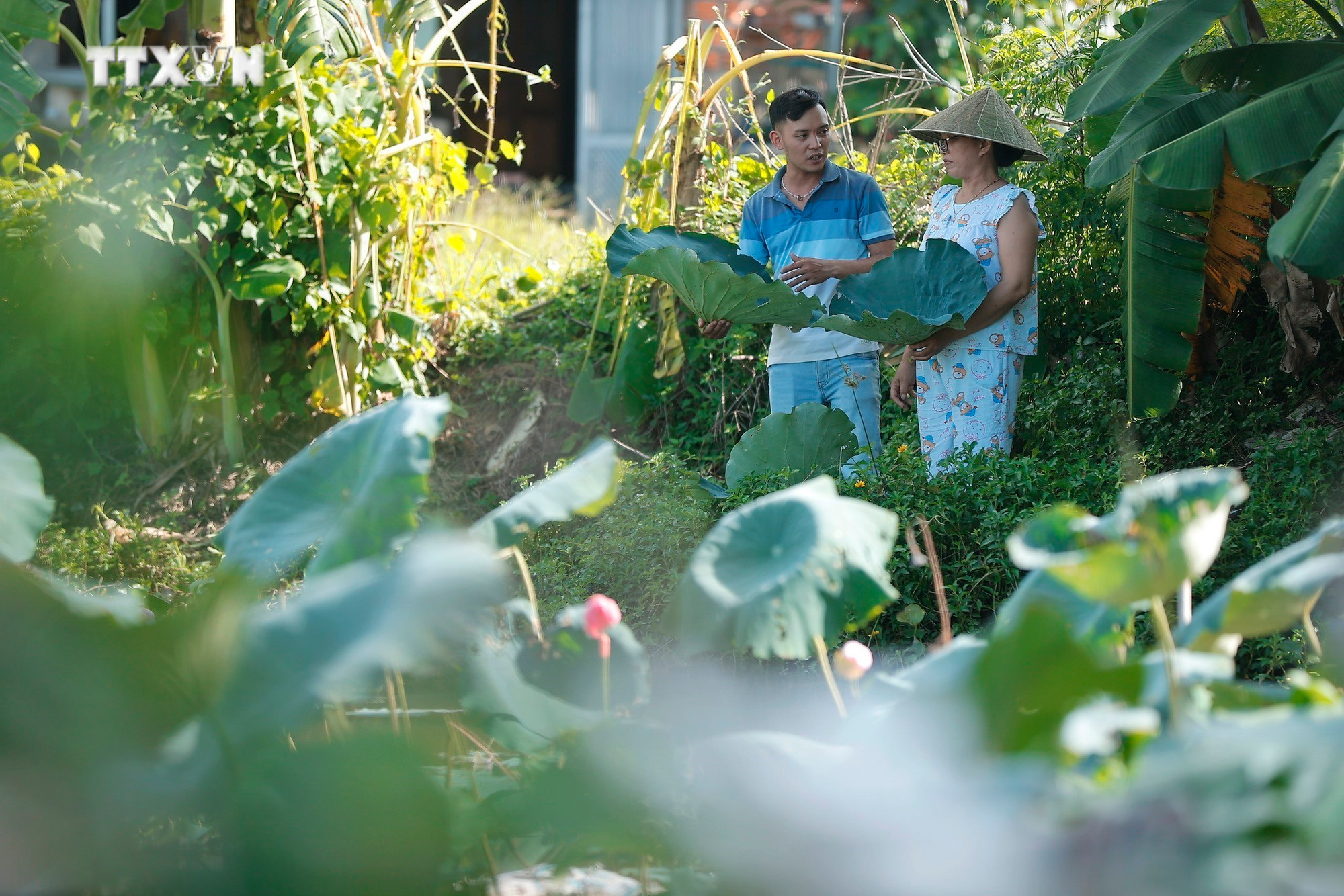 Nguyên liệu làm ra những sản phẩm thủ công mỹ nghệ độc đáo được làm từ lá sen. Ảnh: Minh Quyết – TTXVN vna_potal_du_lich_viet_nam_non_la_sen_san_pham_doc_dao_xu_hue_7540403.jpg