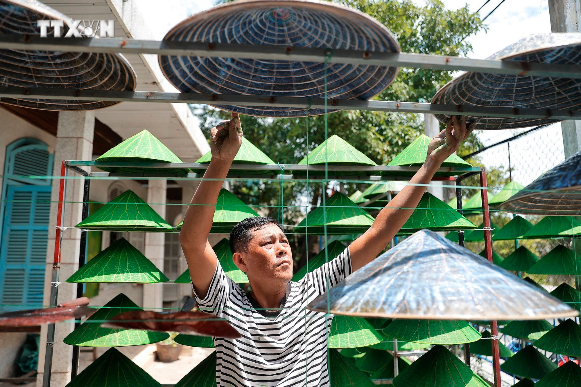 Những đường vân đa dạng, độc đáo của lá sen chạy khắp thân nón đem lại sự thú vị cho người dùng. Ảnh: Minh Quyết – TTXVN vna_potal_du_lich_viet_nam_non_la_sen_san_pham_doc_dao_xu_hue_7540377.jpg