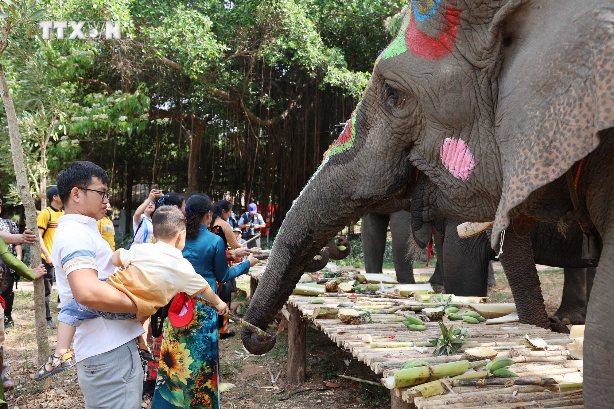 Du khách hưởng ứng “Lễ hội tháng 3 Tây Nguyên - Buôn Đôn” và cho voi ăn. Ảnh: Hoài Thu – TTXVN vna_potal_nhieu_hoat_dong_chao_mung_ky_niem_chien_thang_buon_ma_thuot_giai_phong_tinh_dak_lak_7264230.jpg