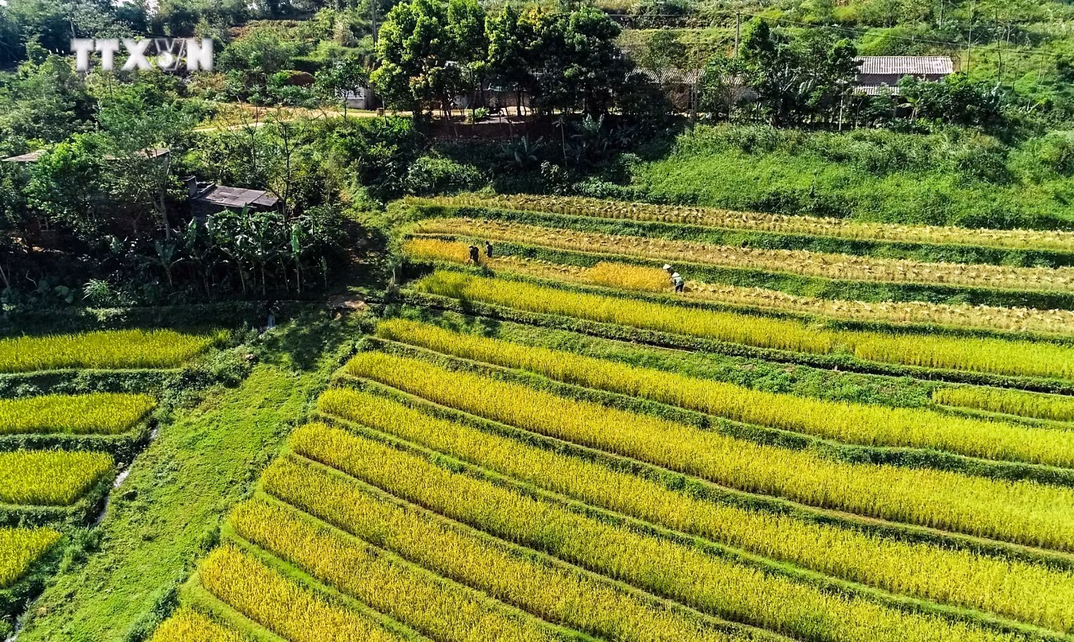 vna_potal_hoa_binh_mua_lua_chin_tren_nhung_thua_ruong_bac_thang_mien_doi__7439451.jpg