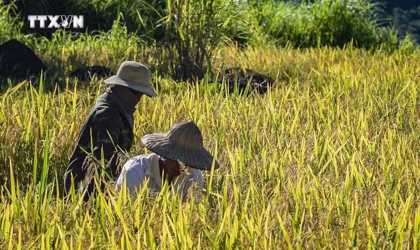 vna_potal_hoa_binh_mua_lua_chin_tren_nhung_thua_ruong_bac_thang_mien_doi__7439449(1).jpg