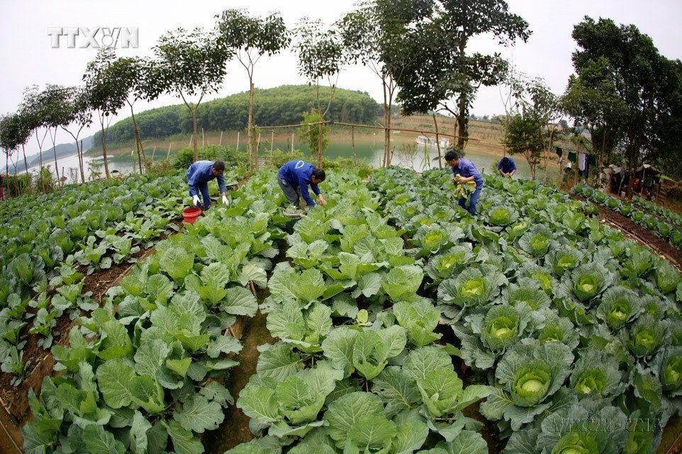 Học viên Cơ sở cai nghiện ma túy tỉnh Yên Bái (nằm trên ốc đảo giữa lòng hồ Thác Bà) tham gia tăng gia sản xuất (2024). Ảnh: Tuấn Anh - TTXVN vna_potal_ngay_toan_dan_phong_chong_ma_tuy_266_chung_mot_quyet_tam_-_vi_cong_dong_khong_ma_tuy__7437860(1).jpg