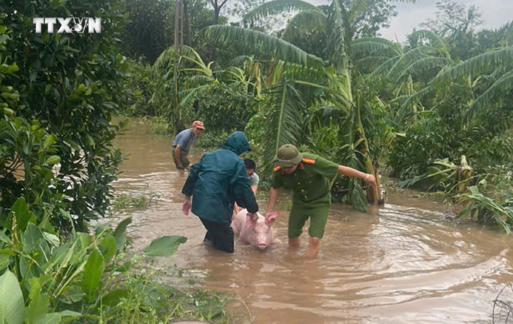Lực lượng công an, cùng nhân dân huyện Thanh Trì hỗ trợ di dời gia súc trong vùng bị ngập lụt. Ảnh: TTXVN phát vna_potal_ha_noi_canh_bao_ngap_lut_tren_dien_rong_7585879.jpg