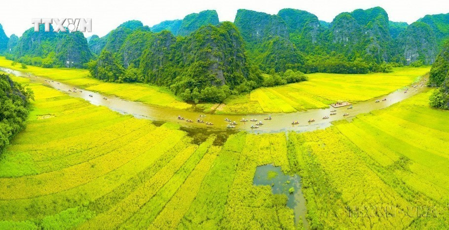 Dòng Ngô Đồng vàng rực đón du khách trong và ngoài nước về tham quan Tam Cốc – Bích Động (thuộc quần thể danh thắng Tràng An). Ảnh: Minh Đức – TTXVN vna_potal_10_nam_quan_the_danh_thang_trang_an_duoc_unesco_ghi_danh_la_di_san_van_hoa_va_thien_nhien_the_gioi_7337230.jpg