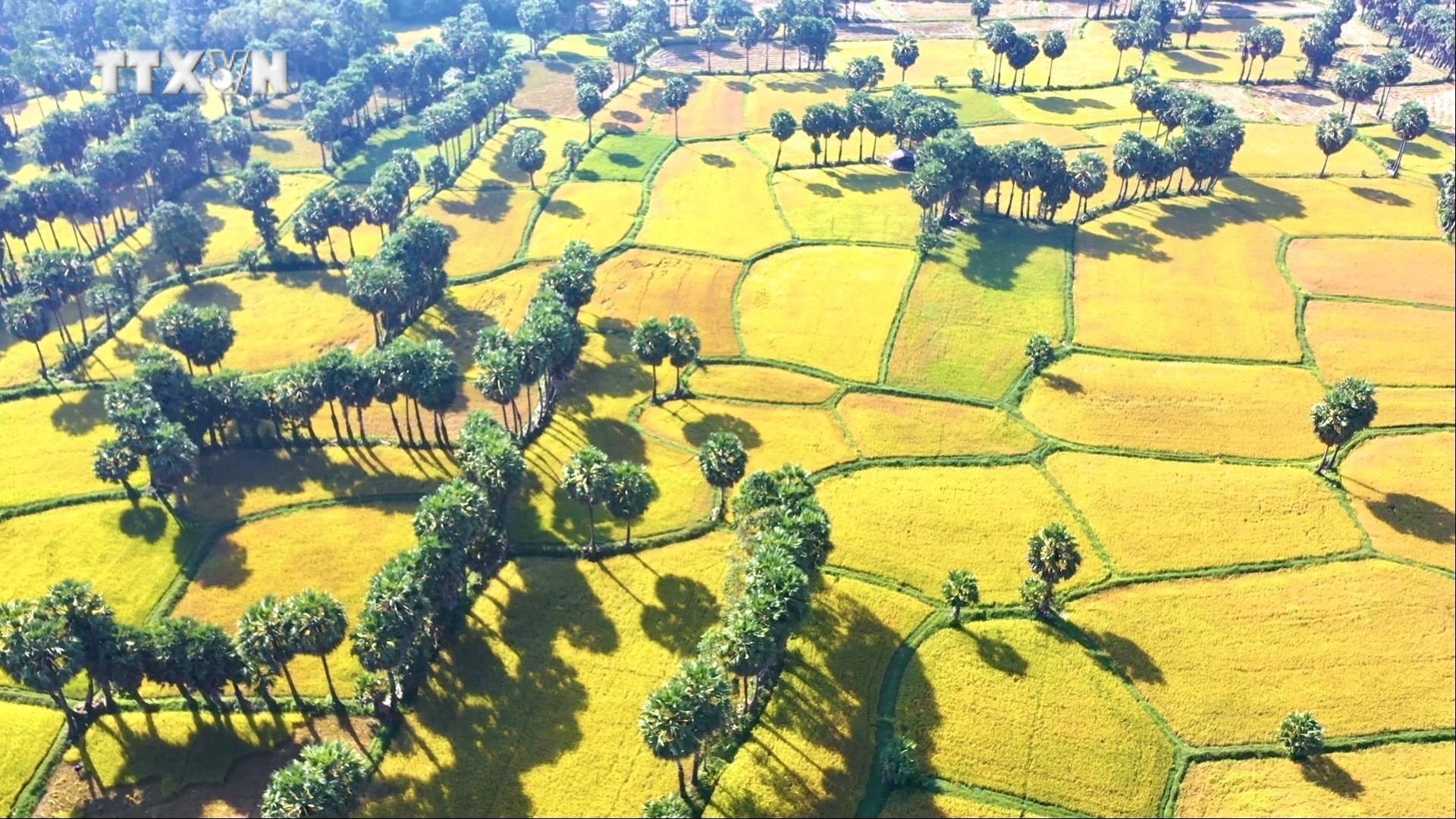 Cây thốt nốt ở huyện biên giới Tri Tôn, An Giang. Ảnh: Thanh Sang -TTXVN. vna_potal_an_giang_xay_dung_thuong_hieu_thot_not_huu_co_tang_thu_nhap_cho_nong_dan__7152786.jpeg