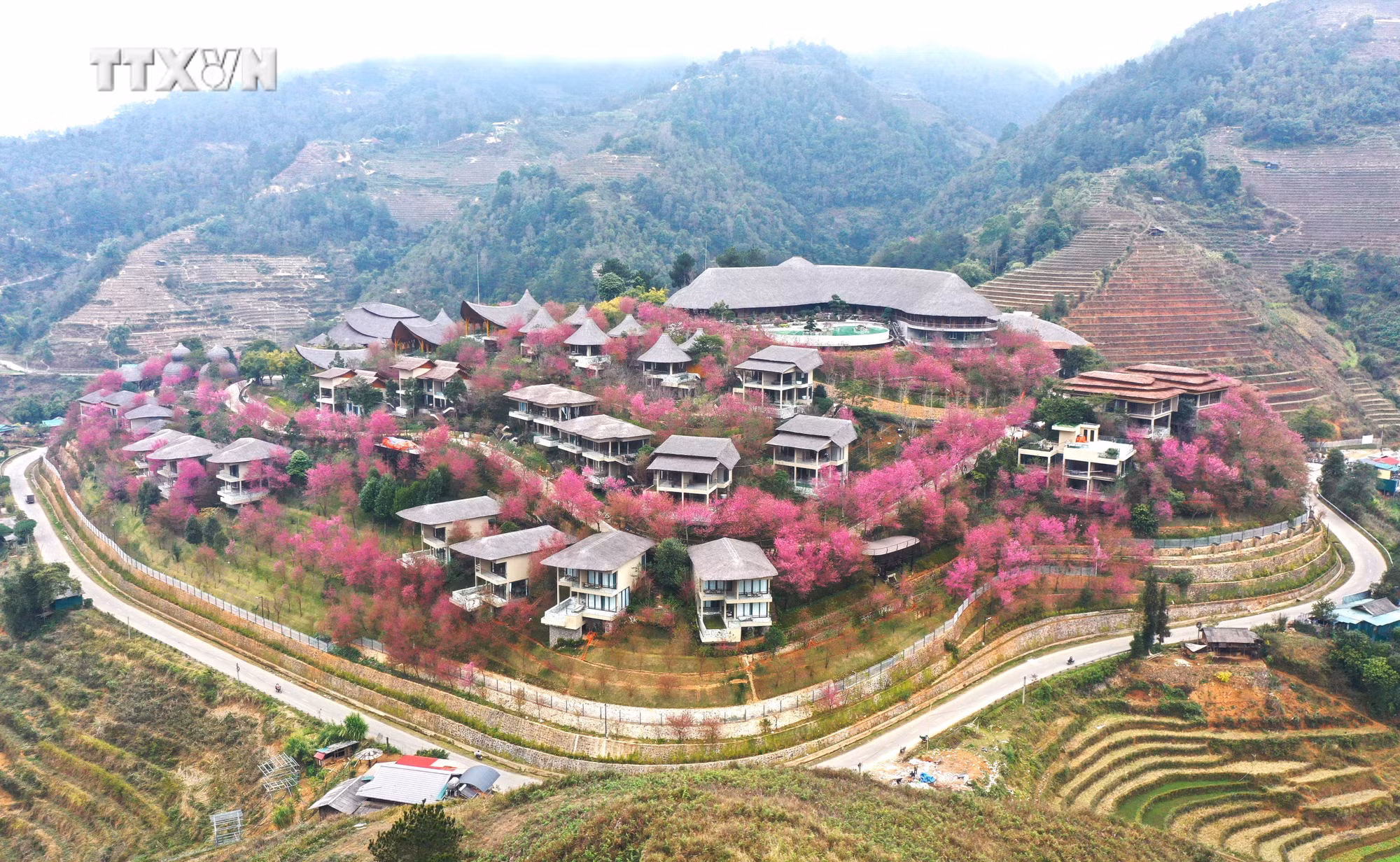 vna_potal_hoa_to_day_khoe_sac_o_vung_cao_mu_cang_chai_7222302.jpg