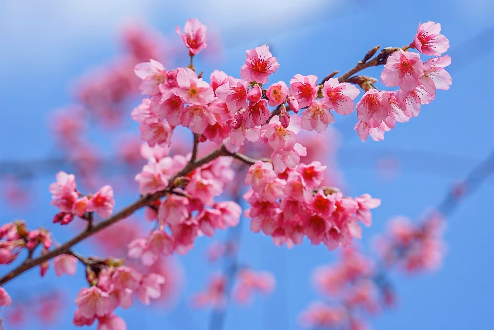 Vẻ đẹp của hoa anh đào tại Mộc Châu (Sơn La). Ảnh: Khánh Hoà – TTXVN