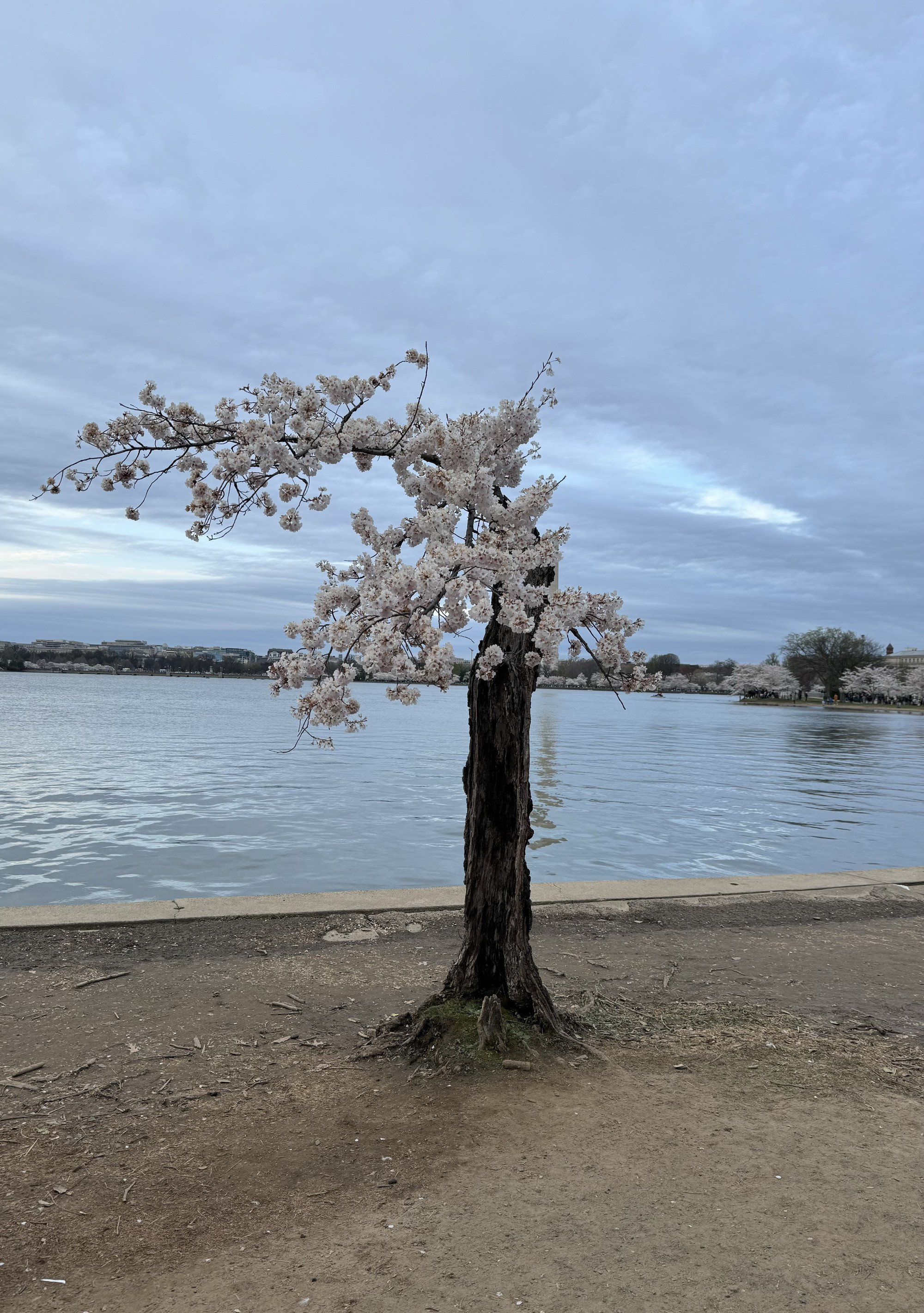 Cây hoa anh đào "cô đơn" rất được yêu thích tại khu vực hồ Tidal Basin, du khách phải xếp hàng chờ đến lượt chụp ảnh cũng cây hoa bé xinh này. Ảnh: Kiều Trang - PV TTXVN tại Mỹ adao1.jpg