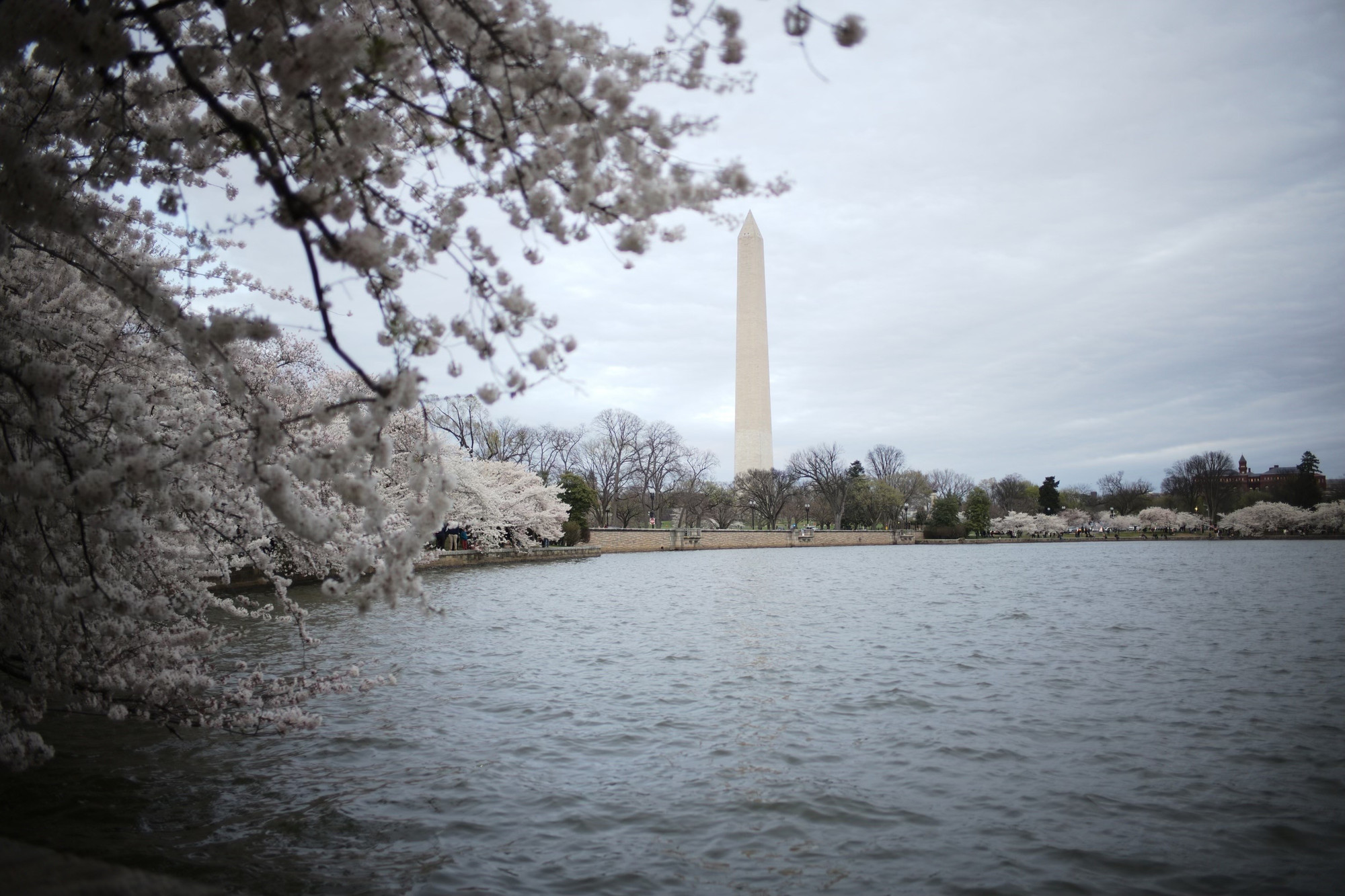 Những bông hoa nở rộ xòa xuống mặt hồ Tidal Basin tạo nên khung cảnh thơ mộng. Ảnh: Kiều Trang - PV TTXVN tại Mỹ adao8.jpg