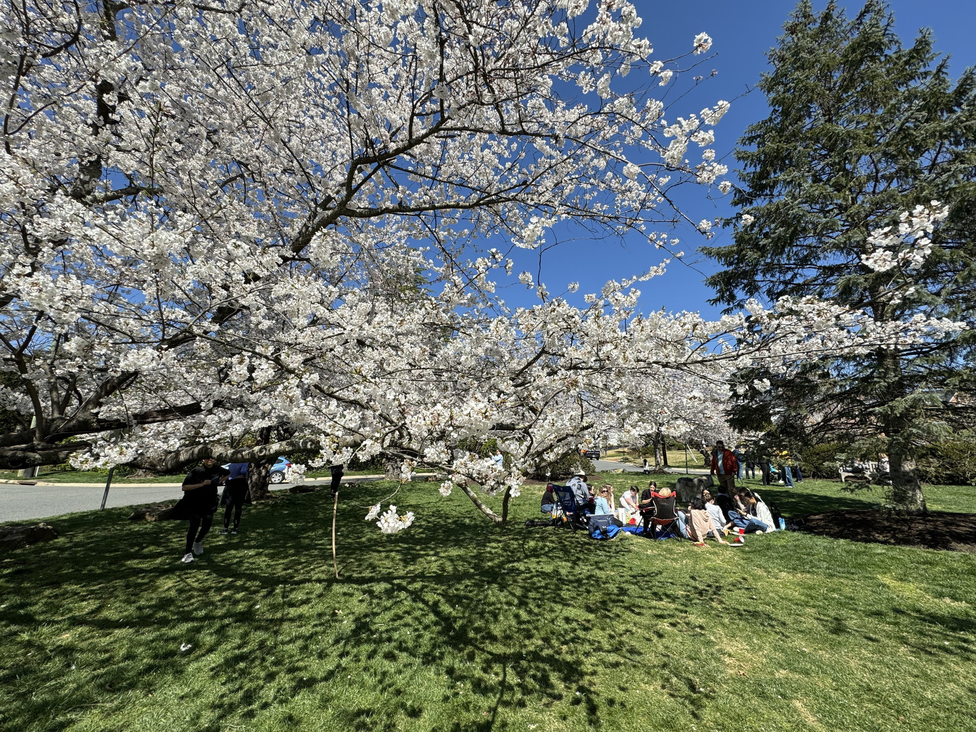 Làng hoa anh đào Kenwood tại thủ đô Washington D.C, một địa điểm ngắm hoa anh đào nổi tiếng không kém khu vực trung tâm. Ảnh: Kiều Trang - PV TTXVN tại Mỹ adao7.jpg
