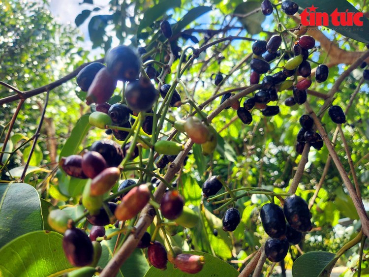 Mùa trâm chín mọng ở vùng Bảy Núi An Giang.