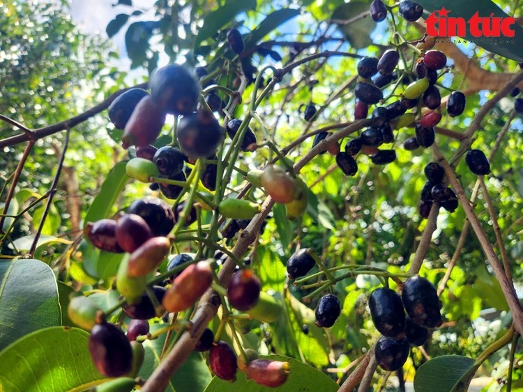 Mùa trâm chín mọng ở vùng Bảy Núi An Giang.