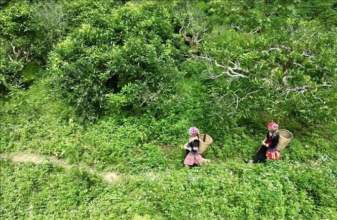 Chè Shan tuyết tại xã Suối Giàng (Văn Chấn, Yên Bái) sẽ góp mặt tại sự kiện che1-20923.jpg