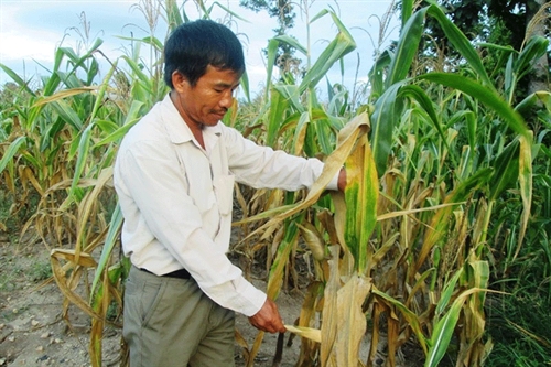 Kông Chro (Gia Lai): Mất mùa bắp vì nắng hạn kéo dài