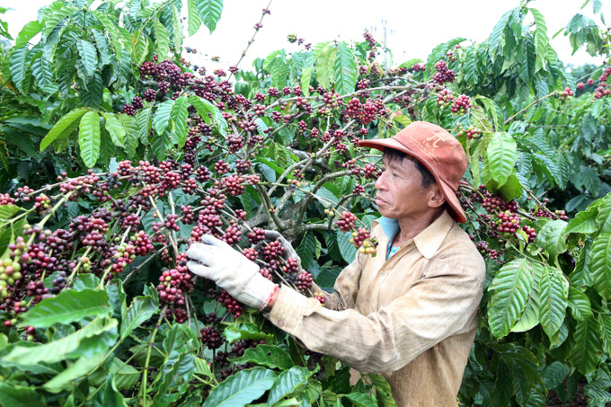 Đắk Lắk hiện là “thủ phủ” cà phê của cả nước. Ảnh: Hoài Thu a23-dak-lak.jpg