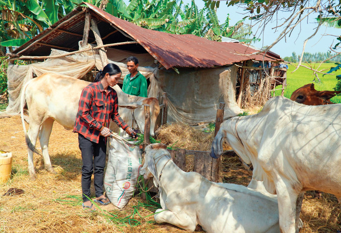 Bà Thị Chươl ở ấp Tà Teng, xã Phú Lợi, huyện Giang Thành (Kiên Giang) chăm sóc đàn bò được chính quyền địa phương hỗ trợ để thoát nghèo. Ảnh: Văn Sĩ dong-bao-khmer-kien-giang-voi-niem-vui-an-cu-lac-nghiep-1.jpg