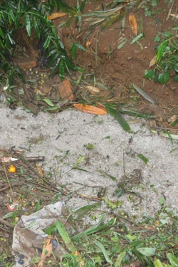 Nhanh chóng hỗ trợ nhân dân Pắc Ngà (Sơn La) khắc phục hậu quả dông lốc